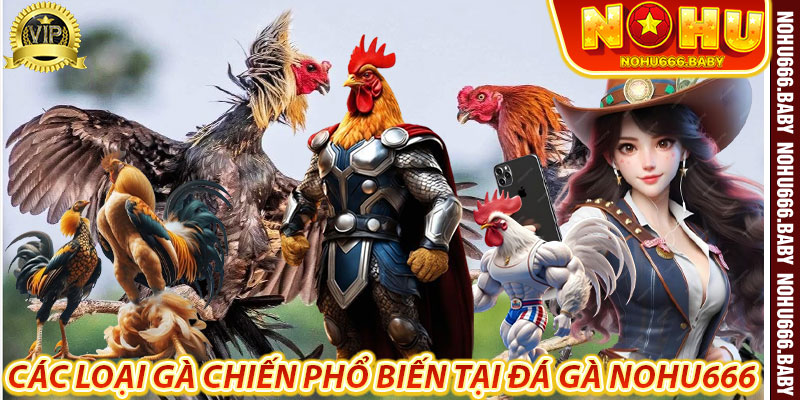 Các loại gà chiến phổ biến tại Đá Gà Nohu666